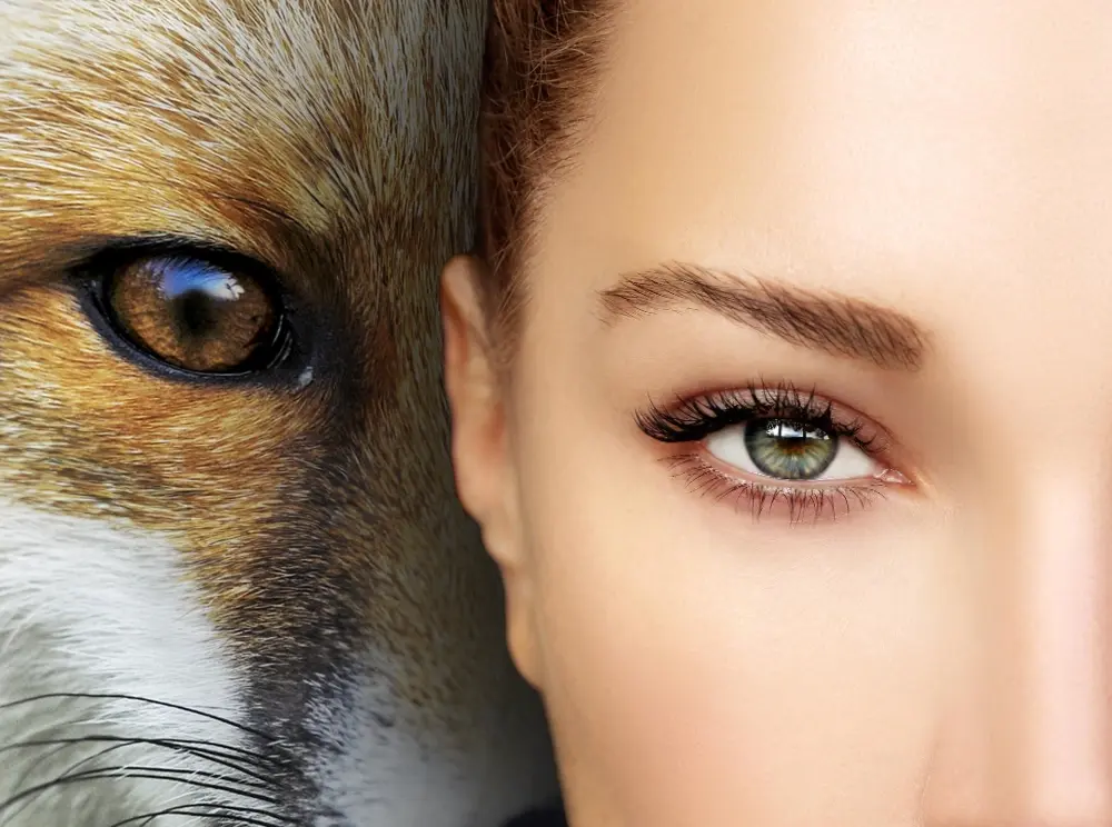 a woman's face, showing the results of her fox eye surgery in turkey with a fox image beside