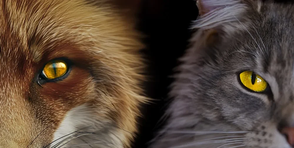 fox eye vs cat eye